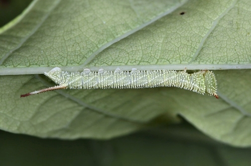 Second-instar larva of Marumba sperchius sperchius, Honshu, Japan. Photo: &copy; Jean Haxaire.