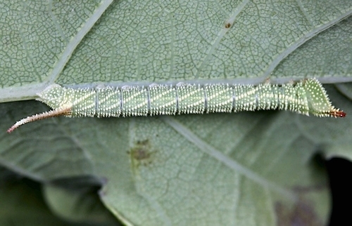 Third-instar larva of Marumba sperchius sperchius, Honshu, Japan. Photo: &copy; Jean Haxaire.