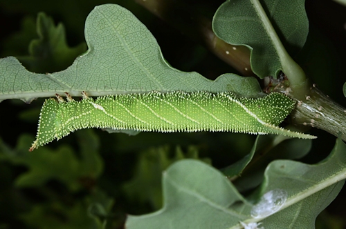 Fourth-instar larva of Marumba sperchius sperchius, Honshu, Japan. Photo: &copy; Jean Haxaire.