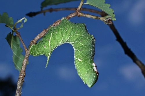 Final-instar green form larva of Marumba sperchius sperchius, Honshu, Japan. Photo: &copy; Jean Haxaire.