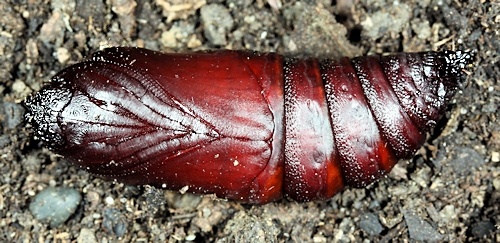 Pupa of Marumba sperchius sperchius, Honshu, Japan. Photo: &copy; Jean Haxaire.