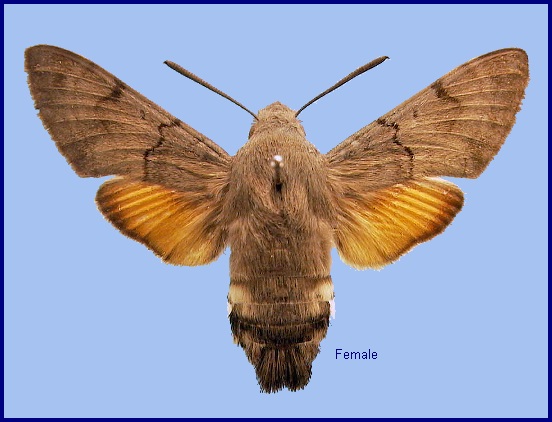 Female Macroglossum stellatarum. Photo: &copy; NHMUK