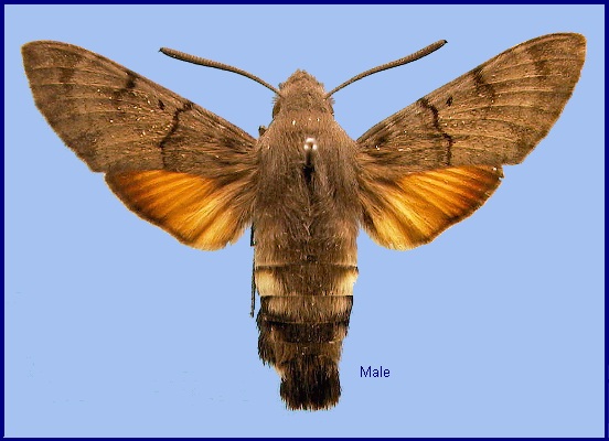 Male Macroglossum stellatarum. Photo: &copy; NHMUK