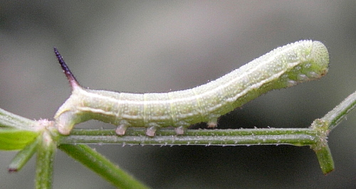 Third instar larva of Macroglossum stellatarum on Rubia cordifolia, Beijing, China, 4.ix.2005. Photo: &copy; Tony Pittaway
