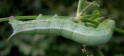 Final instar larva of Macroglossum stellatarum on Rubia cordifolia, Beijing, China, 4.ix.2005. Photo: &copy; Tony Pittaway