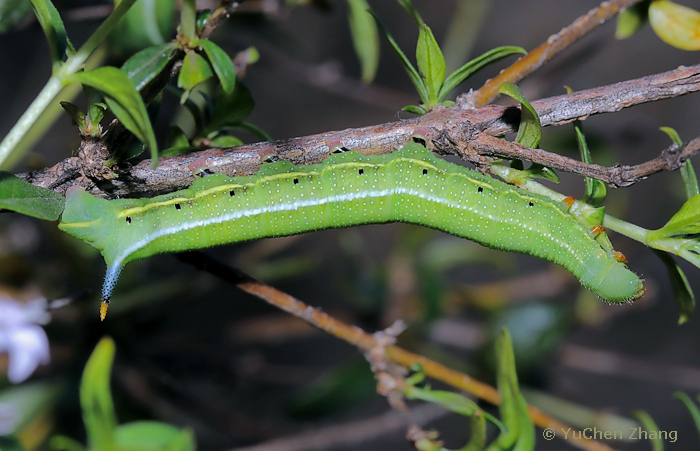 Full-grown green form larva of Macroglossum stellatarum on Leptodermis oblonga, Shentangyu Natural Scenic Area, Huairou County, Beijing, China. Photo: &copy; Zhang YuChen, 2023.