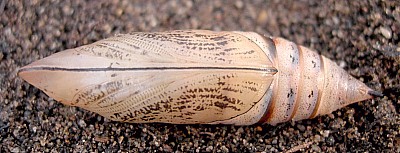 Pupa of Macroglossum stellatarum, England. Photo: &copy; Tony Pittaway.