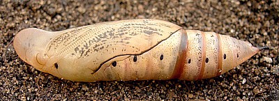 Pupa of Macroglossum stellatarum, England. Photo: &copy; Tony Pittaway.