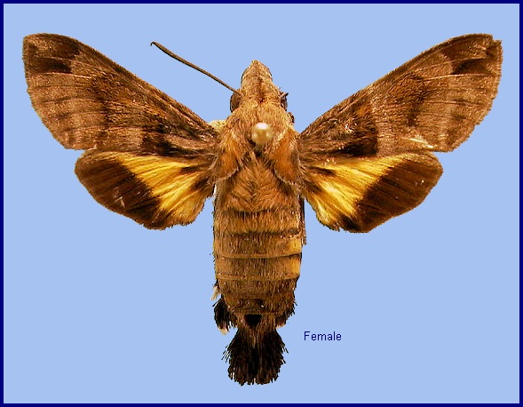 Female Macroglossum ungues. Photo: &copy; NHMUK