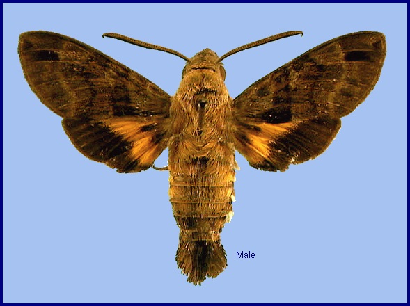 Male Macroglossum ungues. Photo: &copy; NHMUK