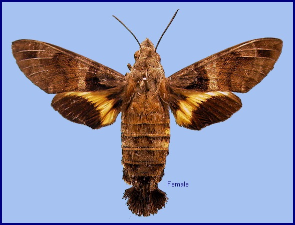 Female Macroglossum variegatum. Photo: &copy; NHMUK