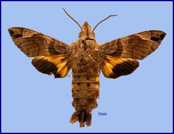 Male Macroglossum variegatum. Photo: &copy; NHMUK