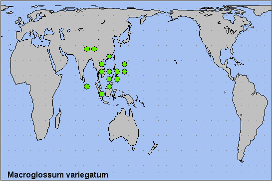 Global distribution of Macroglossum variegatum. Map: &copy; NHMUK.