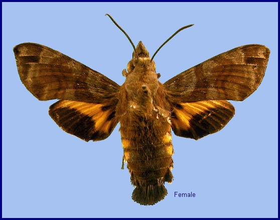 Female Macroglossum Macroglossum vicinum vicinum. Photo: &copy; NHMUK