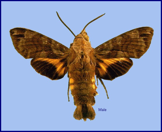 Male Macroglossum vicinum vicinum. Photo: &copy; NHMUK