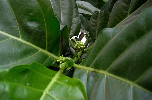 Morinda citrifolia, Bangkok, Thailand. Photo: &copy; Tony Pittaway.
