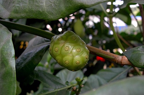 Morinda citrifolia, Bangkok, Thailand. Photo: &copy; Tony Pittaway.