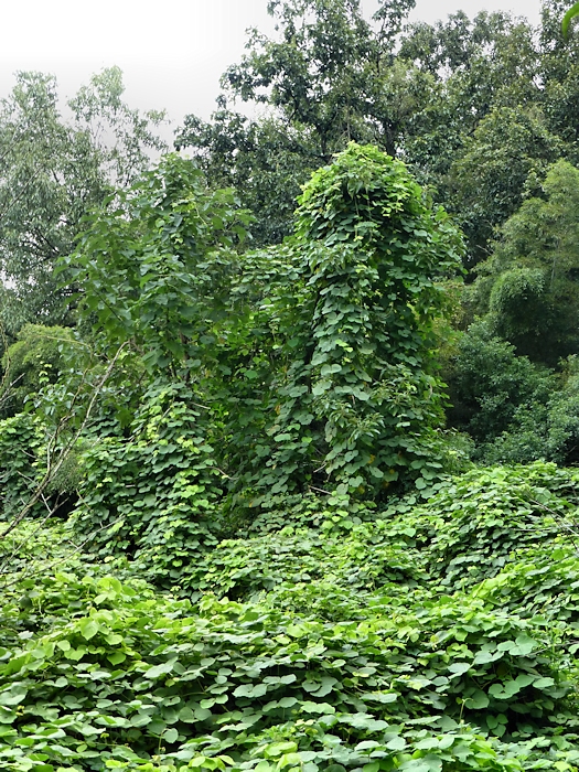 Mat of Mucuna, Yellow Dragon Cave, Geling Hill, West Lake, Hangzhou, Zhejiang, China. Photo: &copy; Tony Pittaway.