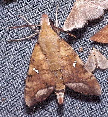 Adult Nephele hespera, Thailand. Photo: &copy; Ian Kitching