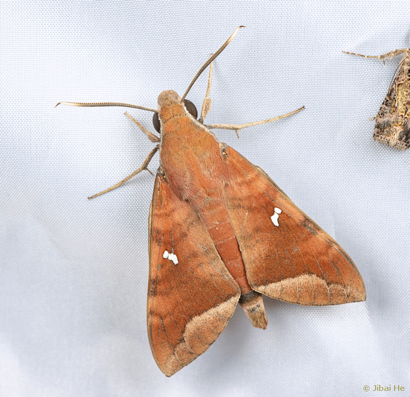 Adult Nephele hespera, Liuku/Lushui, Nujiang Lisu Autonomous Prefecture, Yunnan, China, 14.iii.2023. Photo: &copy; He JiBai.