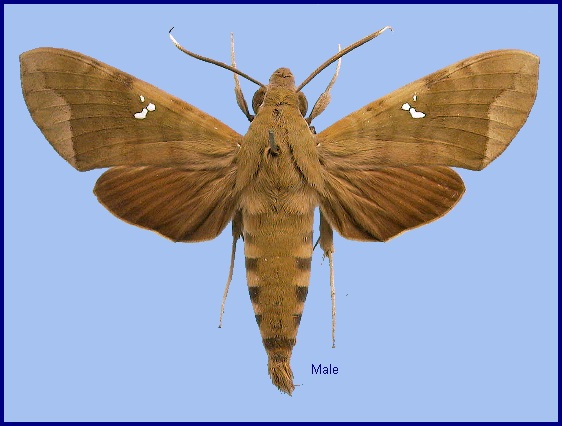 Male Nephele hespera. Photo: &copy; NHMUK