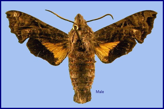 Male Neogurelca himachala. Photo: &copy; NHMUK