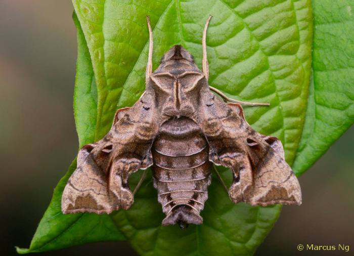 Neogurelca hyas, Singapore, xii.2020. Photo: &copy; Marcus Ng