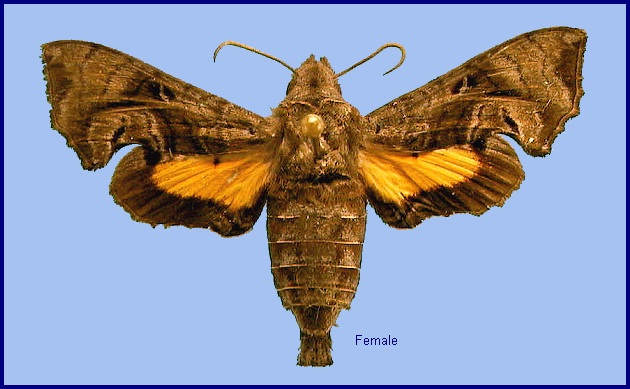 Female Neogurelca hyas. Photo: &copy; NHMUK