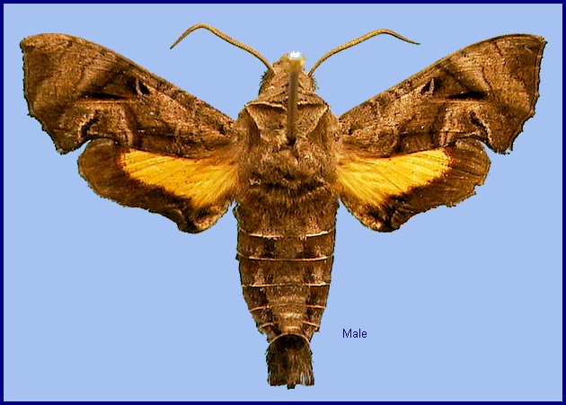 Male Neogurelca hyas. Photo: &copy; NHMUK