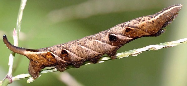 Full-grown medium brown form larva of Neogurelca hyas, Singapore. Photo: &copy; Leong Tzi Ming.