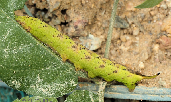 Full-grown green form larva of Neogurelca hyas, Guangdong, China. Photo: &copy; KunYuan Li.