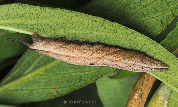 Full-grown medium brown form larva of Neogurelca hyas, Guangdong, China. Photo: &copy; KunYuan Li.