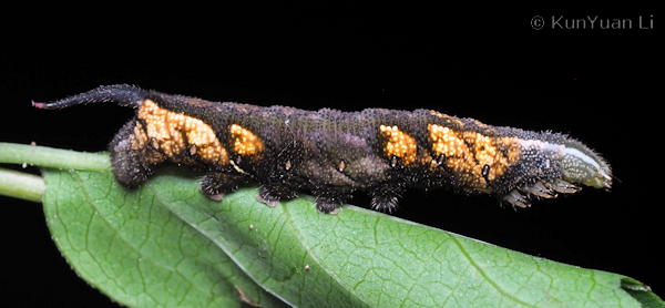 Part-grown final instar dark form larva of Neogurelca hyas, Guangdong, China. Photo: &copy; KunYuan Li.