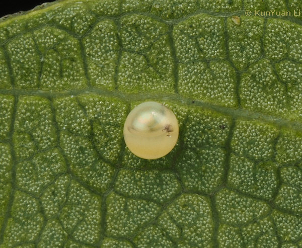 Egg of Neogurelca hyas, Guangdong, China. Photo: &copy; KunYuan Li.