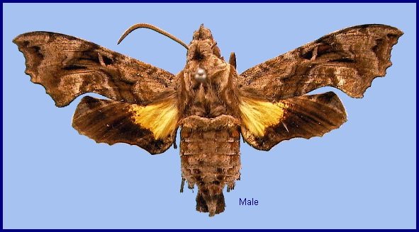 Male Neogurelca masuriensis. Photo: &copy; NHMUK