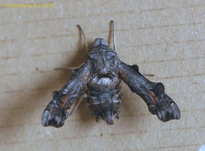Resting Neogurelca montana montana, Dali University, Cangshan, Yunnan, China, 9.xi.2020, 2200m. Photo: &copy; Xu ZhenBang, 2020.
