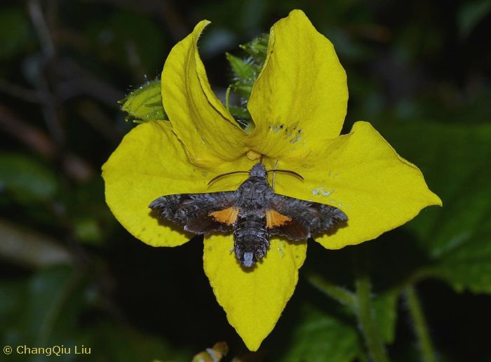 Feeding Neogurelca montana montana, Shangri-La Alpine Botanical Garden, Deqing/D&ecirc;q&ecirc;n, Yunnan, China, viii.2017, 3300m. Photo: &copy; ChangQiu Liu.