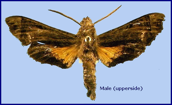Male Neogurelca montana montana (upperside, faded), China. Photo: &copy; NHMUK