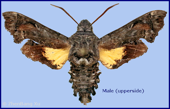Male Neogurelca montana montana (upperside), Shangri-La Alpine Botanical Garden, Deqing/D&ecirc;q&ecirc;n, Yunnan, China, 3300m. Photo: &copy; Xu ZhenBang.