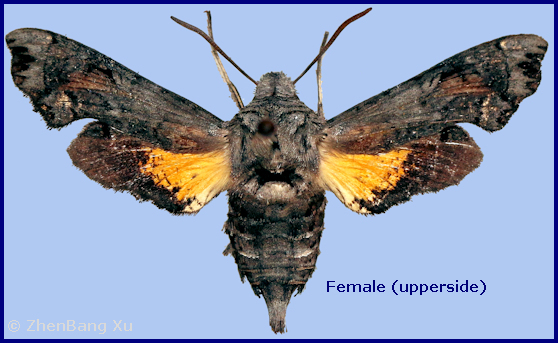 Female Neogurelca montana montana (upperside), Dali University, Cangshan, Yunnan, China, 2200m. Photo: &copy; Xu ZhenBang.