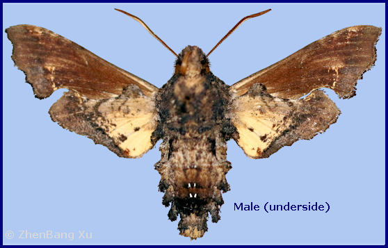 Male Neogurelca montana montana (underside), Shangri-La Alpine Botanical Garden, Deqing/D&ecirc;q&ecirc;n, Yunnan, China, 3300m. Photo: &copy; Xu ZhenBang.