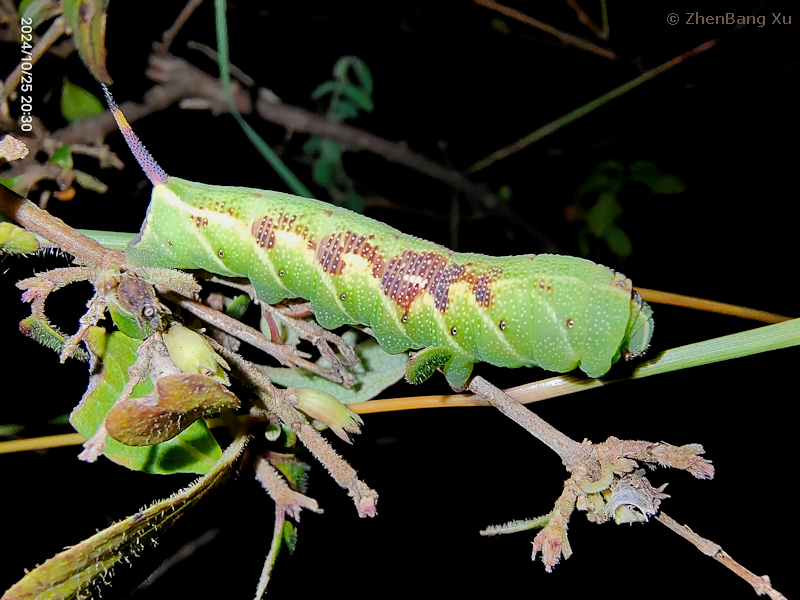 Full-grown green form larva of Neogurelca montana montana on Leptodermis, Kunming, Yunnan, China, 25.x.2024. Photo: &copy; Xu ZhenBang.