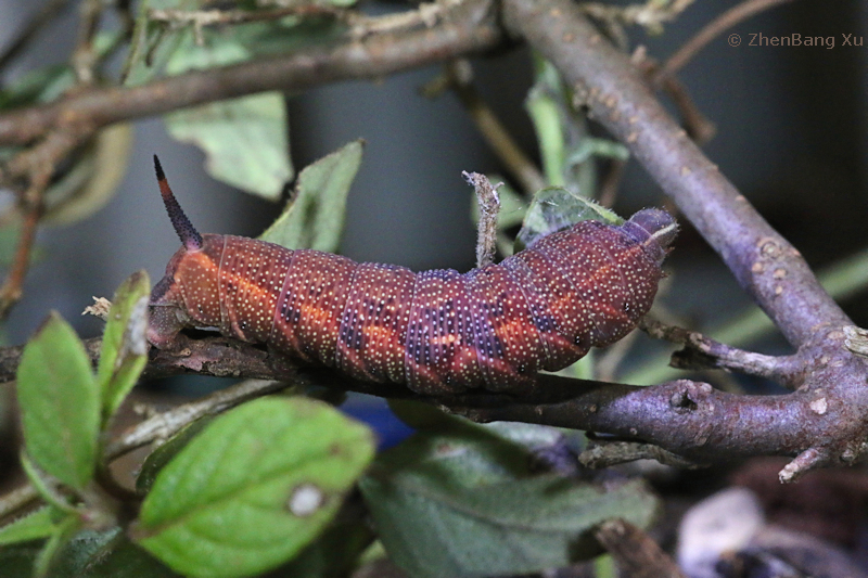 Full-grown pre-pupation larva of Neogurelca montana montana on Leptodermis, Kunming, Yunnan, China, 26.x.2024. Photo: &copy; Xu ZhenBang.