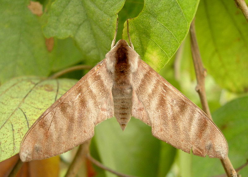 Male Opistoclanis hawkeri in normal resting posture, Mai Chau, Hoa Binh Province, Vietnam, 29.iv.2011. Photo: &copy; Tony Pittaway.