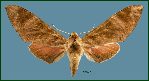 Female Opistoclanis hawkeri. Photo: &copy; NHMUK