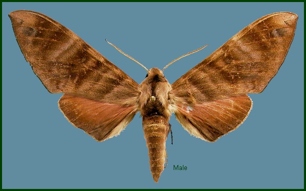 Male Opistoclanis hawkeri. Photo: &copy; NHMUK
