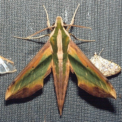Adult Pergesa acteus, Thailand. Photo: &copy; Ian Kitching