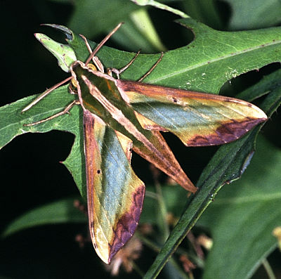 Adult Pergesa acteus, Taiwan. Photo: &copy; Felix Lin.
