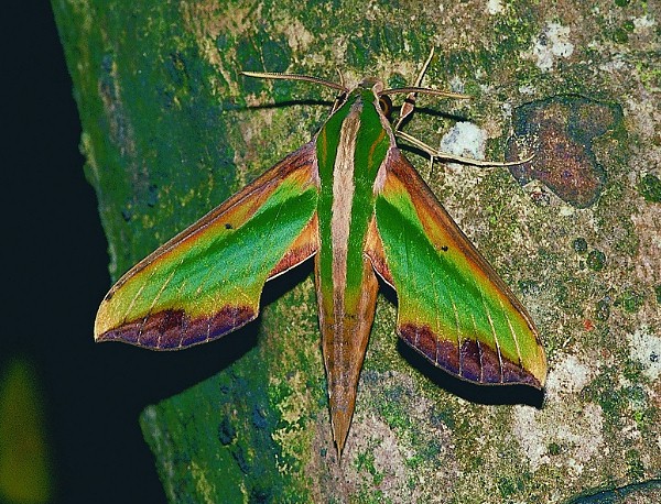 Adult Pergesa acteus, Taiwan. Photo: &copy; Henry Tzuoo.