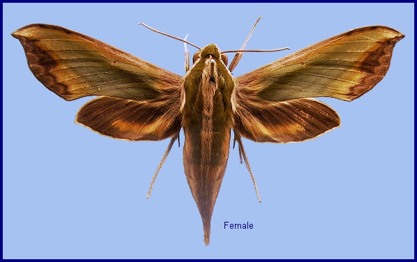 Female Pergesa acteus. Photo: &copy; NHMUK